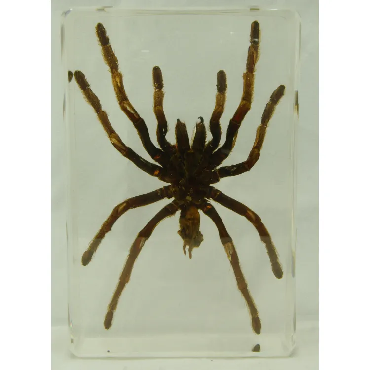 /img/24404-mega-tarantula-pet.webp