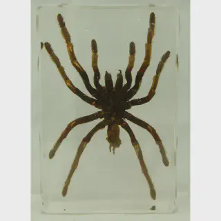 /img/24404-mega-tarantula-pet.webp