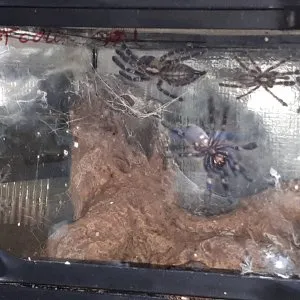 24405 pokies tarantula bonus round