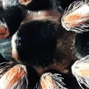 24405 pokies tarantula gameplay