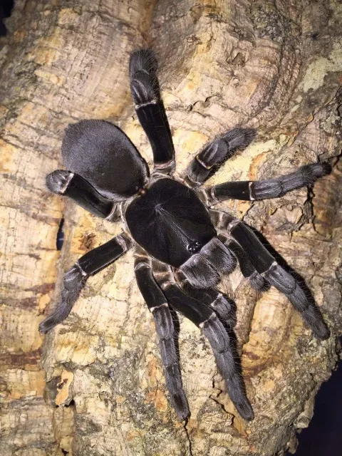 24405 pokies tarantula paylines