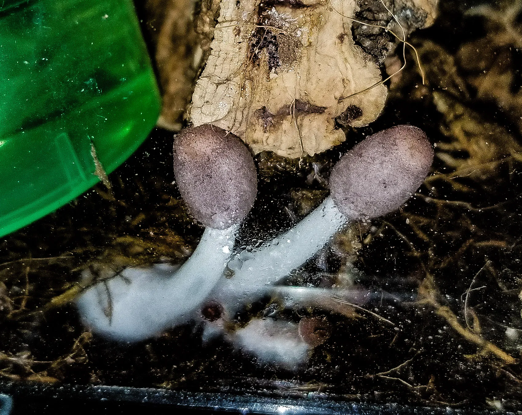 24405 pokies tarantula symbols