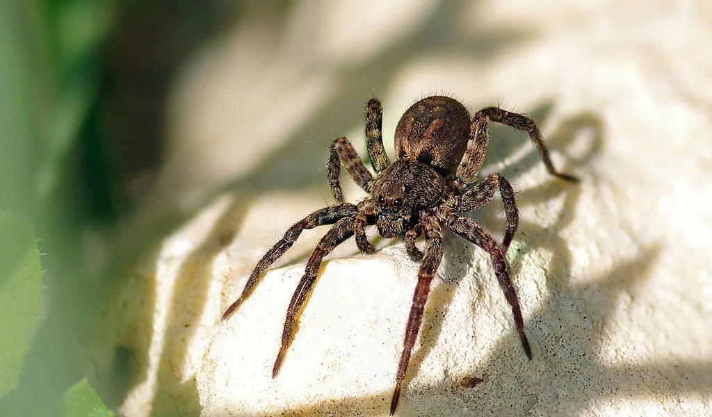 24406 spider mountain tarantula appearance