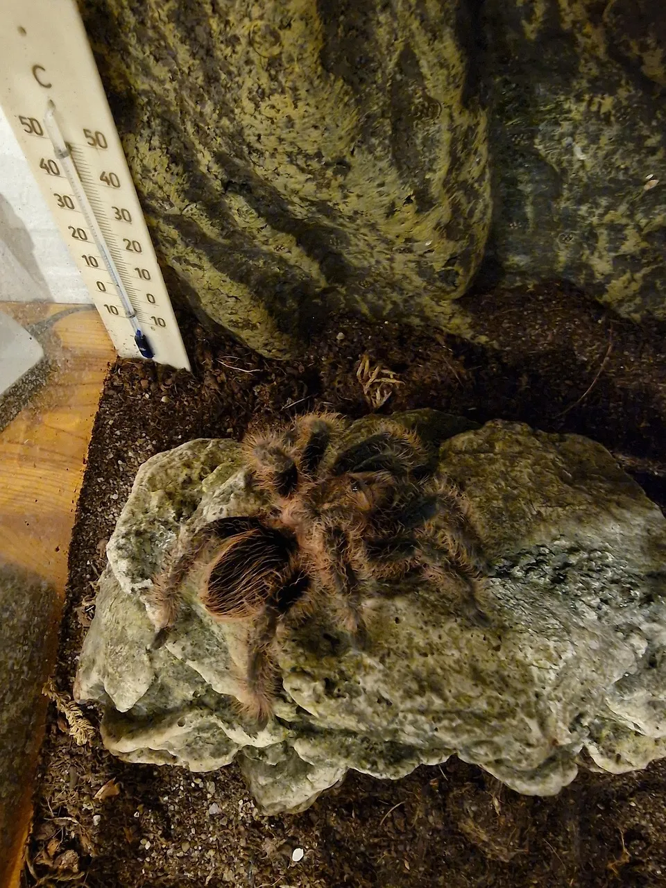 24406 spider mountain tarantula conservation