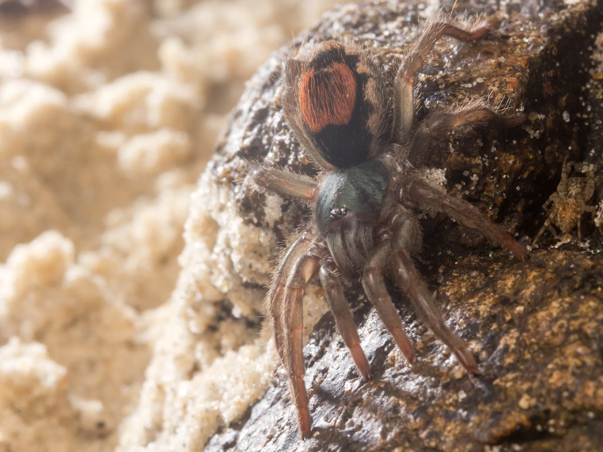 24406 spider mountain tarantula mating
