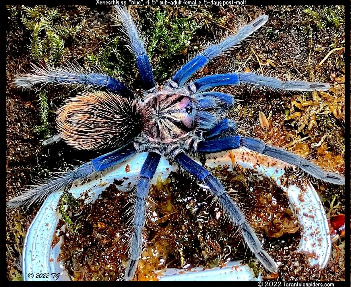 24406 spider mountain tarantula spiderlings