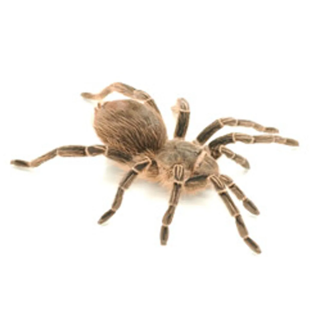 24407 zebra tarantula close up