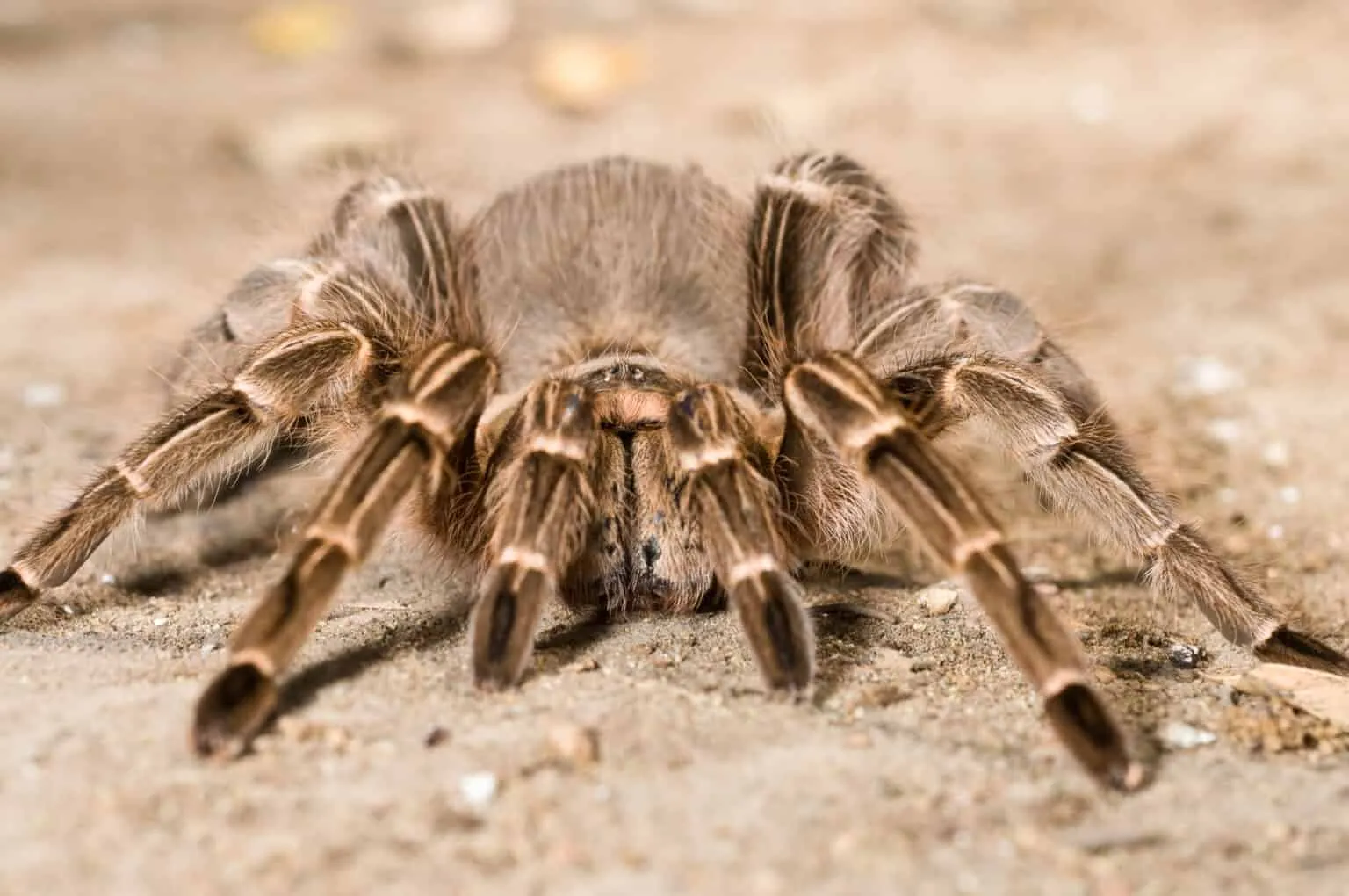 /img/24407-zebra-tarantula-eggs.webp