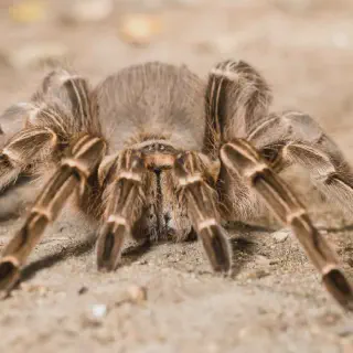 /img/24407-zebra-tarantula-eggs.webp