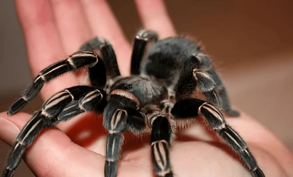 24407 zebra tarantula enclosure