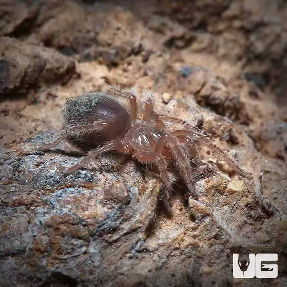 24407 zebra tarantula handling