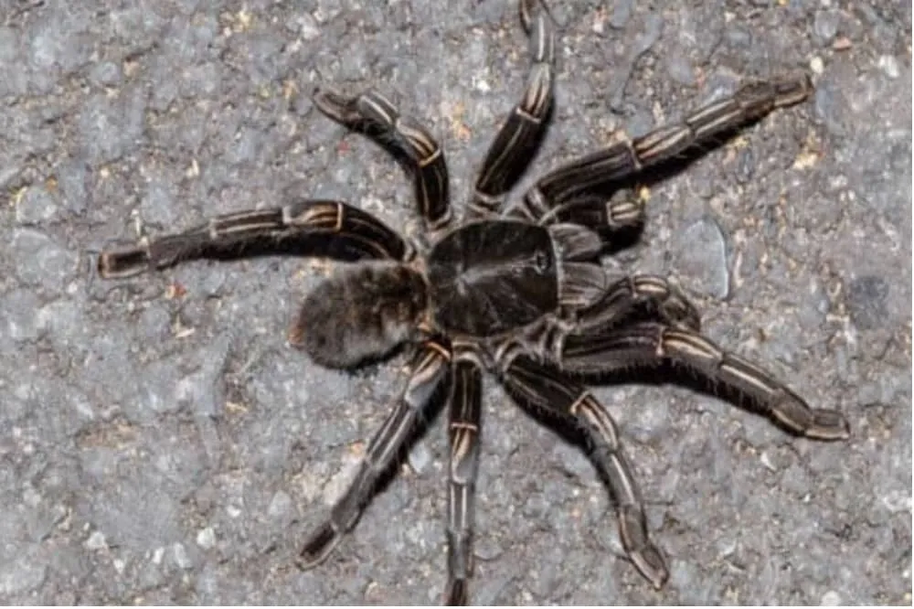 24407 zebra tarantula molting