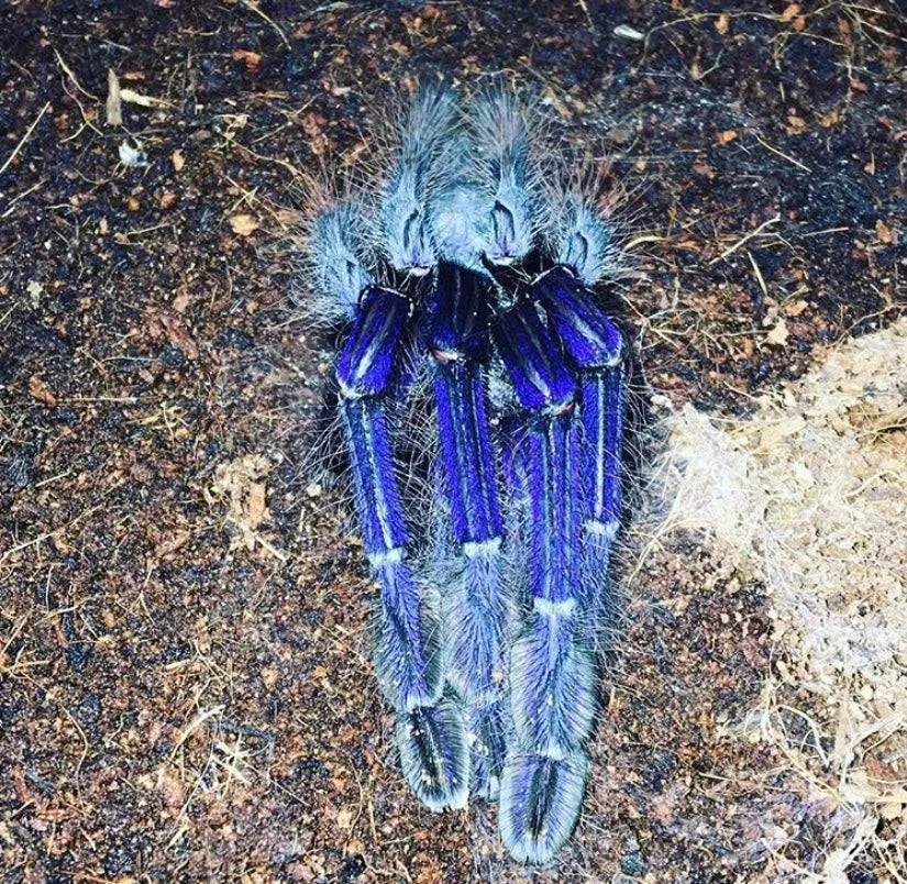 24408 singapore blue tarantula enclosure