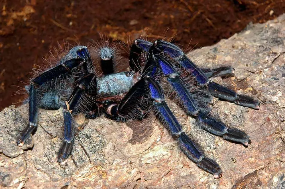 /img/24408-singapore-blue-tarantula-molting.webp