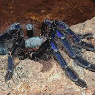 /img/24408-singapore-blue-tarantula-molting.webp