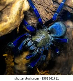 24408 singapore blue tarantula spider