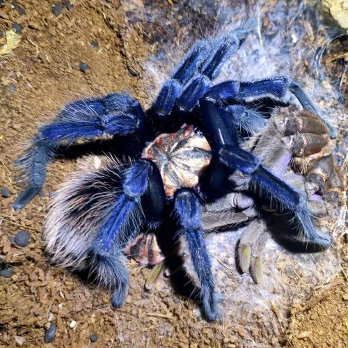 24408 singapore blue tarantula spiderling