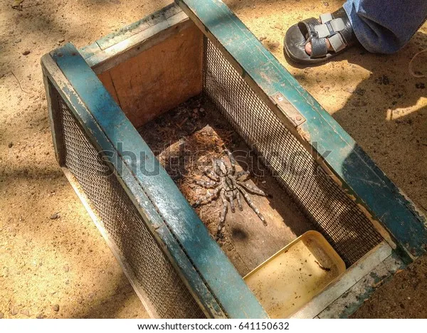 24409 sticky trap for tarantula