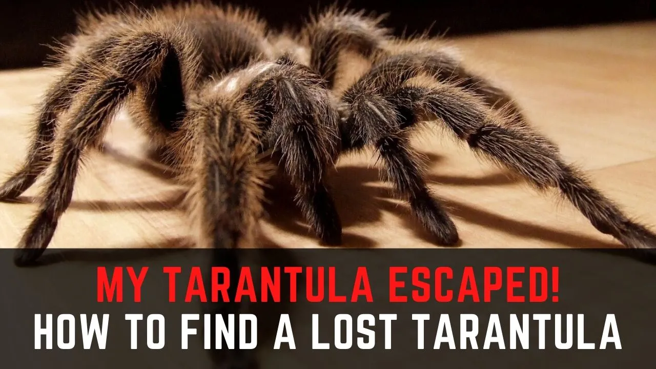 24409 tarantula enclosure check