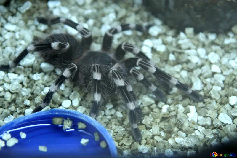 24409 tarantula inside cage