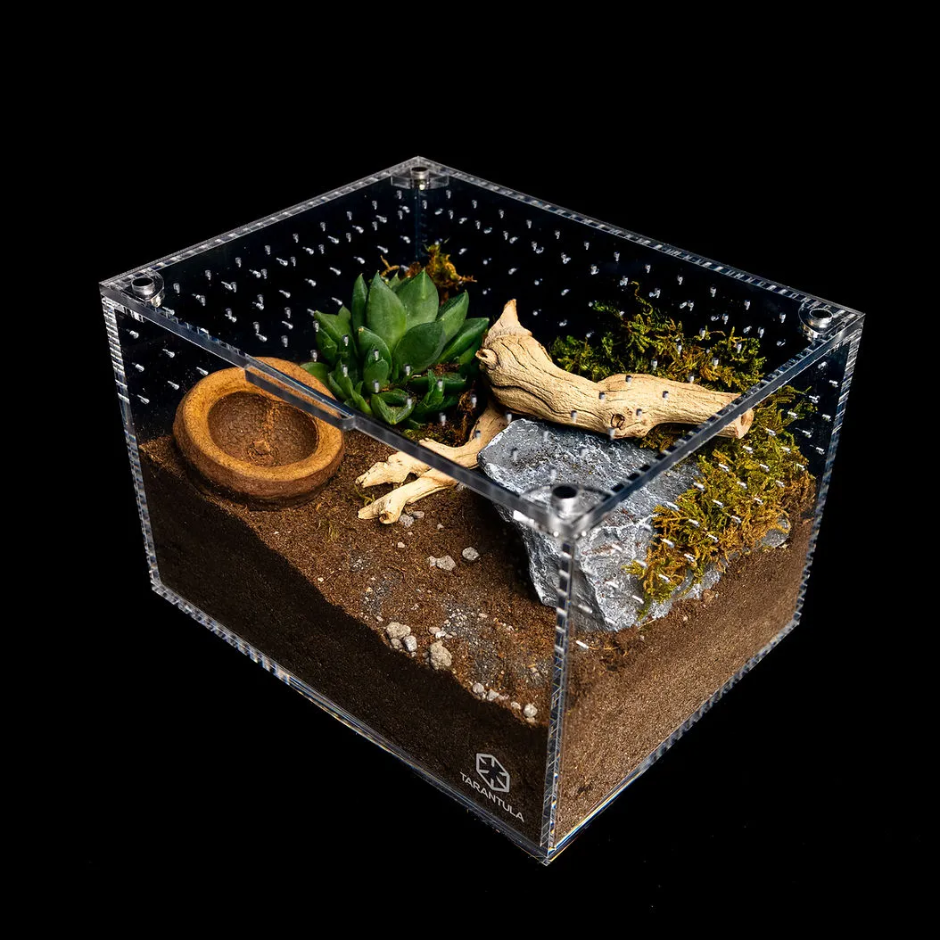 24409 tarantula inspecting enclosure