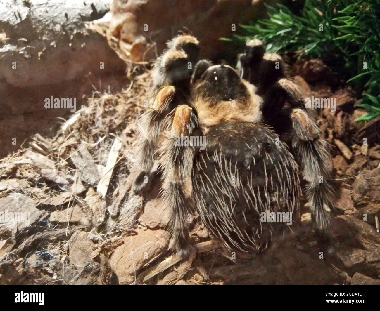 /img/24409-tarantula-species-guide.webp