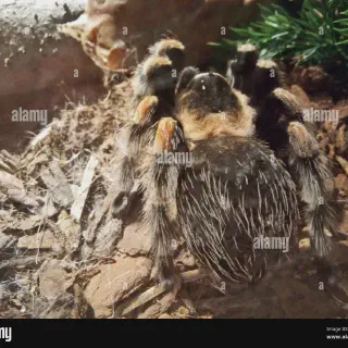 /img/24409-tarantula-species-guide.webp