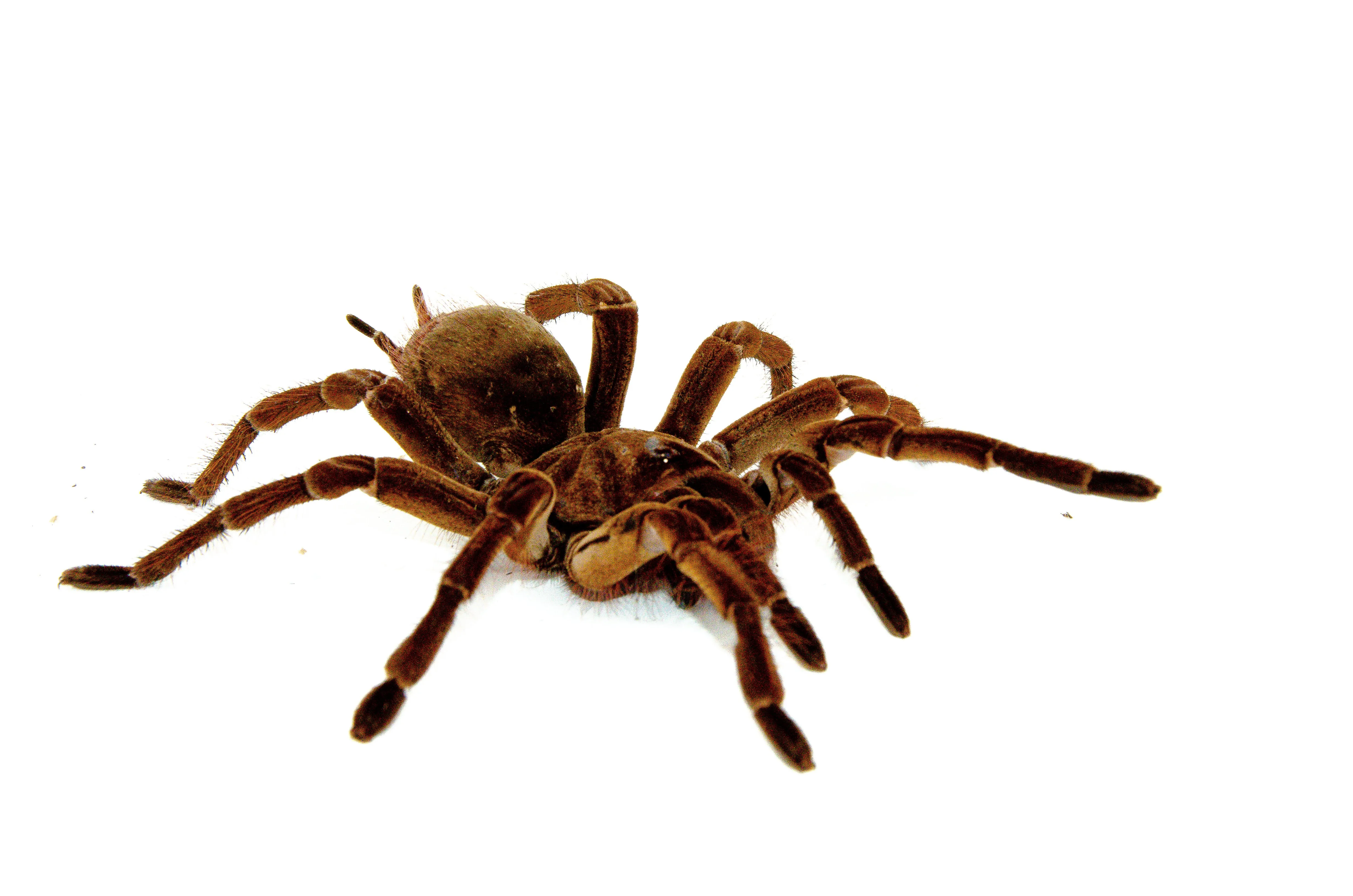 24410 french guiana tarantula habitat
