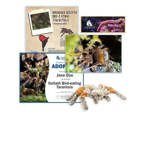 24410 goliath tarantula hunting
