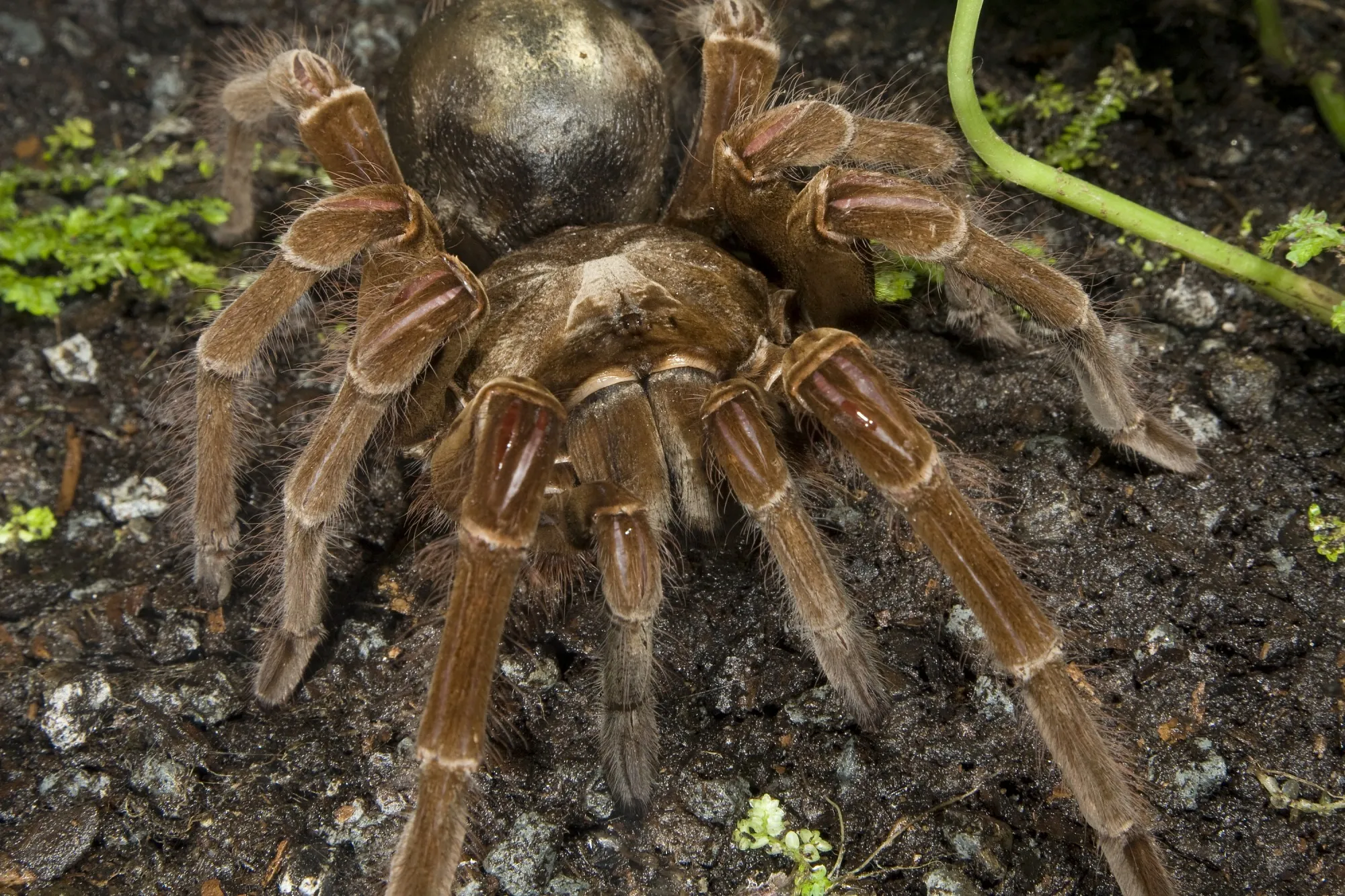 /img/24410-goliath-tarantula-overview.webp
