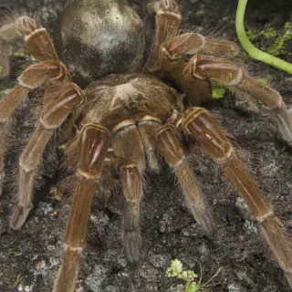 /img/24410-goliath-tarantula-overview.webp