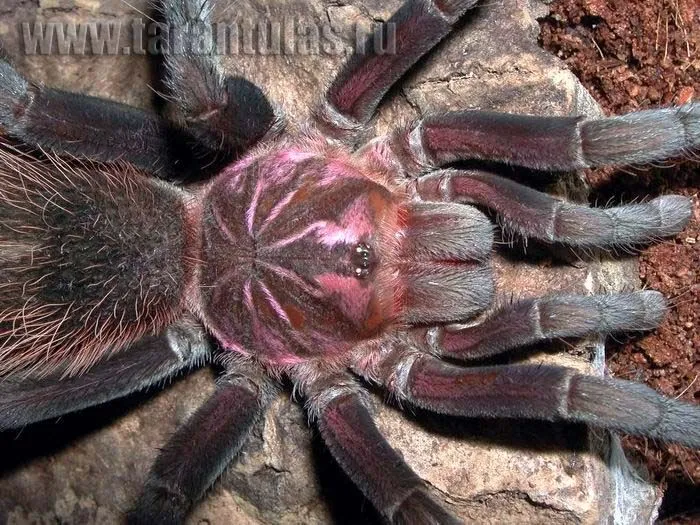24410 guyana tarantula habitat