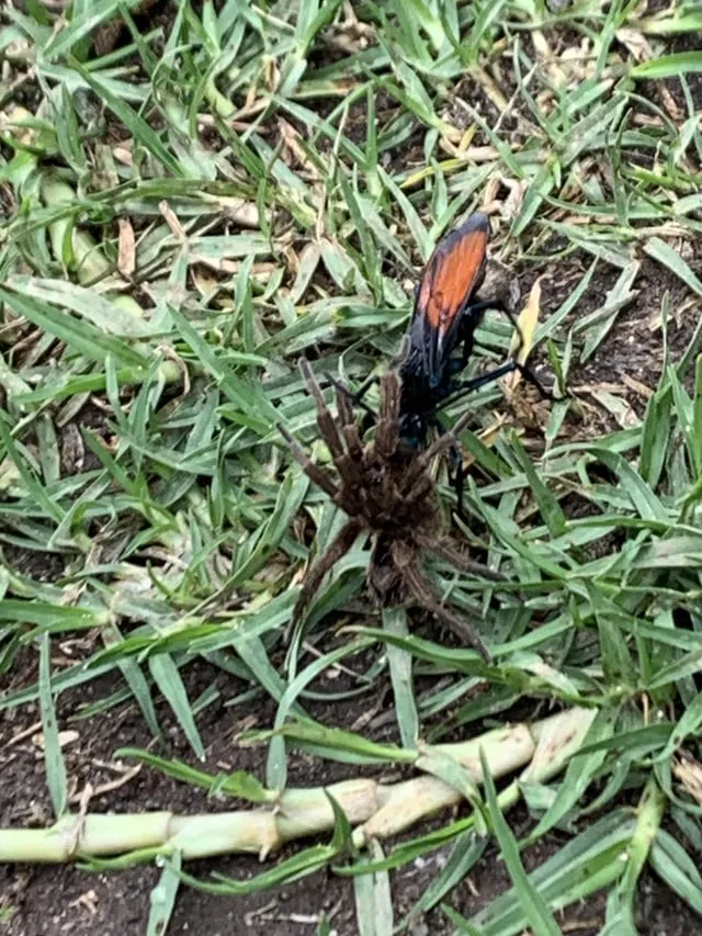 24411 madarpok venom