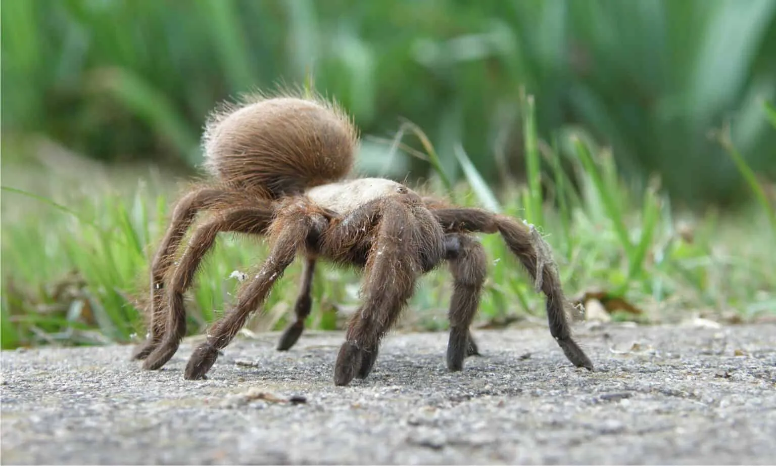 24411 tarantula habitat