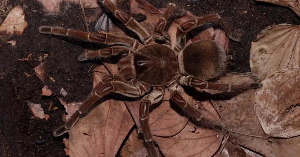 24411 tarantula size comparison