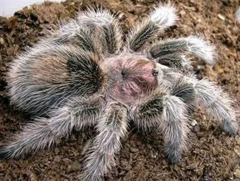 24412 rose hair tarantula enclosure