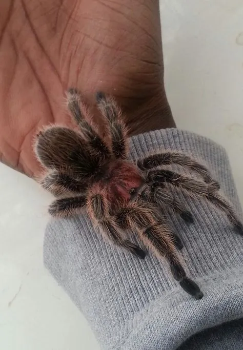 /img/24412-rose-hair-tarantula-feeding.webp