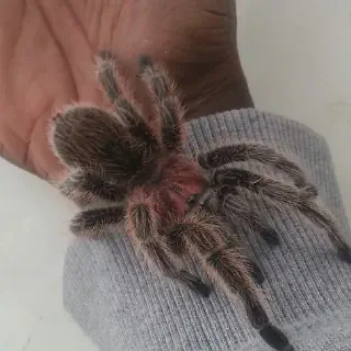 /img/24412-rose-hair-tarantula-feeding.webp