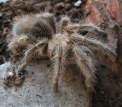 24412 rose hair tarantula humidity gauge