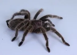 24412 rose hair tarantula substrate