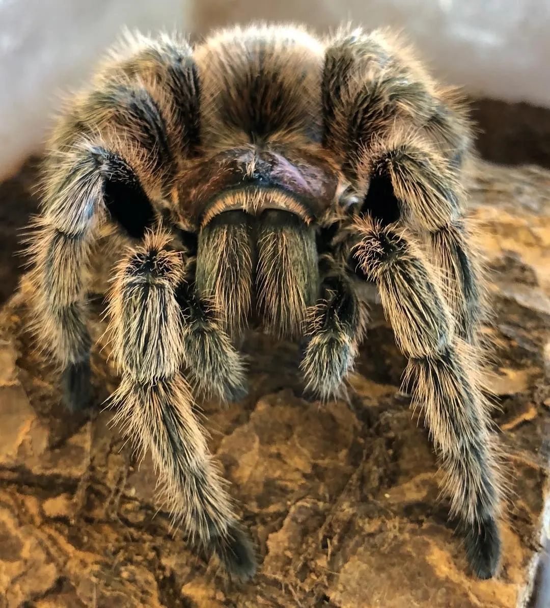 24412 rose hair tarantula ventilation