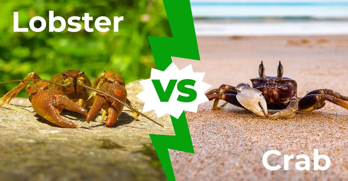 /img/24413-lobster-tarantula-defense.webp