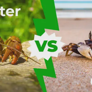 /img/24413-lobster-tarantula-defense.webp