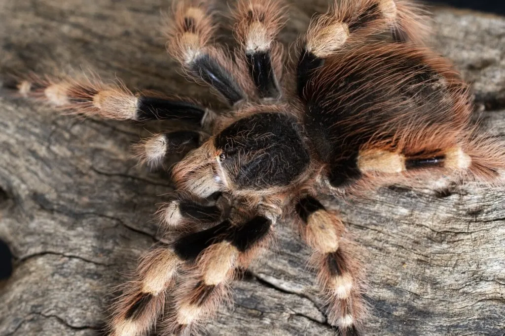 24413 tarantula diet
