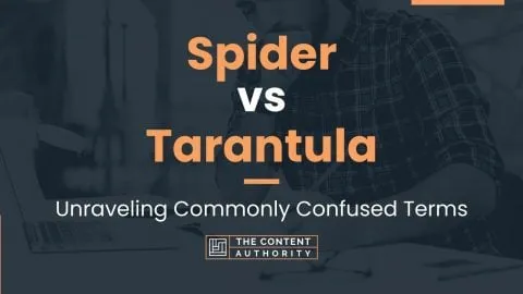 24413 tarantula habitat