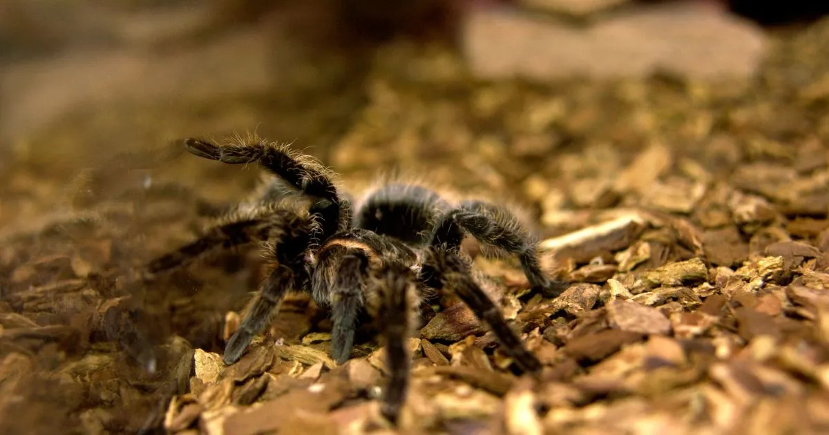 24414 terrestrial vs arboreal tarantula