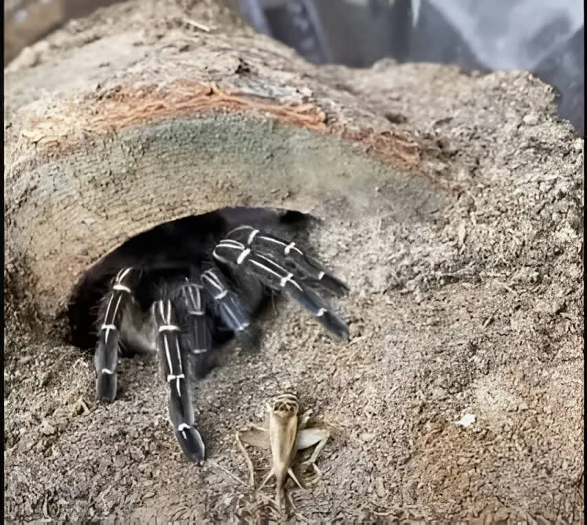 24415 costa rican zebra tarantula defensive display