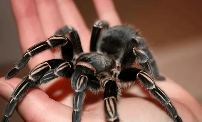 24415 costa rican zebra tarantula male female