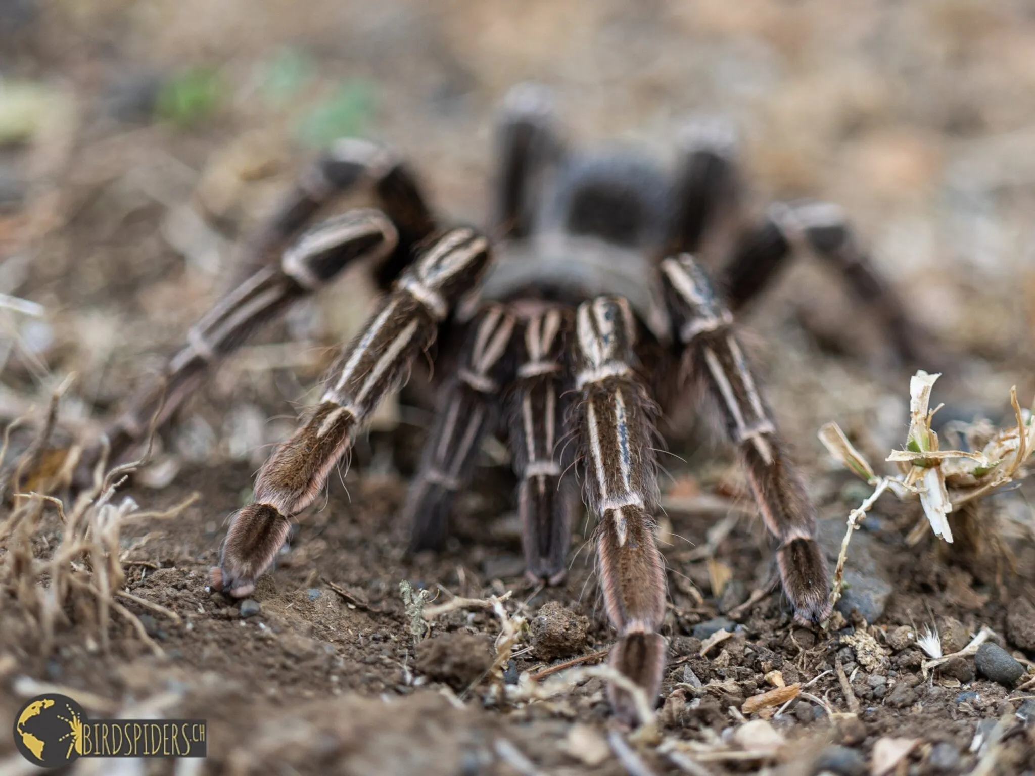 24415 costa rican zebra tarantula molting