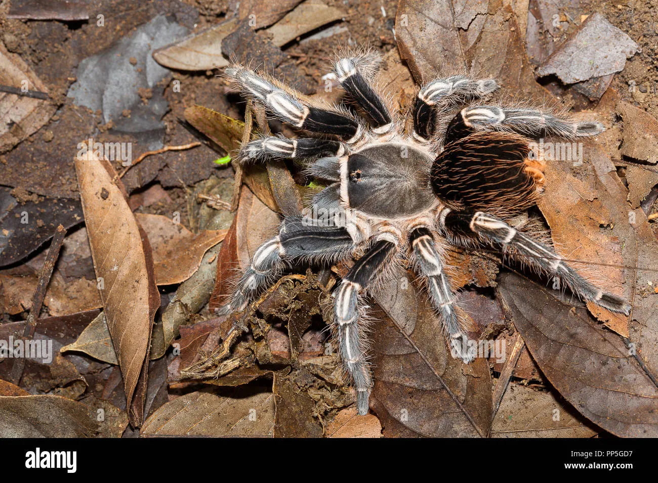 /img/24415-costa-rican-zebra-tarantula-venom.webp
